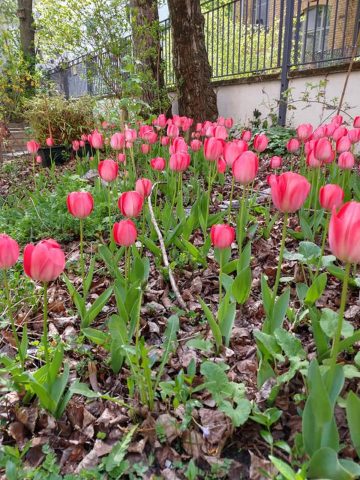 Der Hofgarten des Stadtteilzentrums Prenzlauer Berg. Foto: STZ